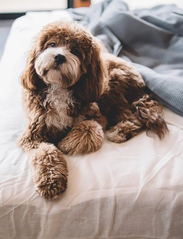 The Mercer | Pet-Friendly Living